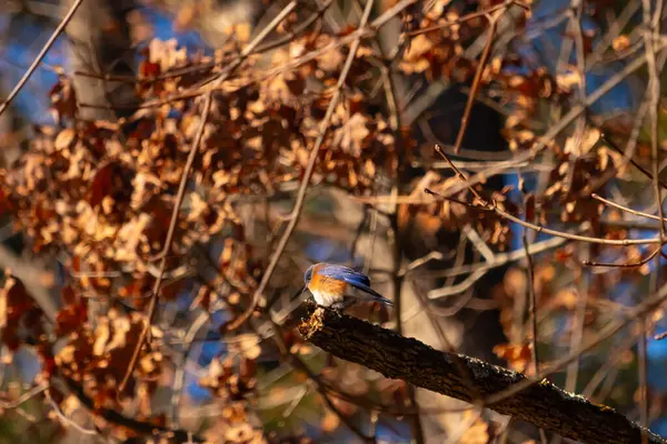 Canlı bir Doğulu mavi kuş, ılık ve sonbahar renklerinin arkaplanının ortasında bir dala tünemişti. Doğa, vahşi yaşam, huzur.