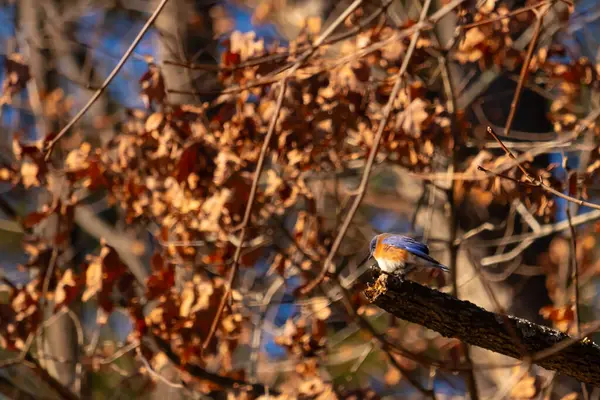 Canlı bir Doğulu mavi kuş, ılık ve sonbahar renklerinin arkaplanının ortasında bir dala tünemişti. Doğa, vahşi yaşam, huzur.