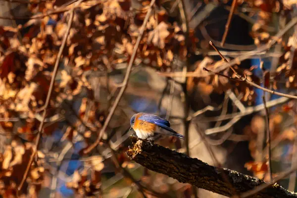 Canlı bir Doğulu mavi kuş, ılık ve sonbahar renklerinin arkaplanının ortasında bir dala tünemişti. Doğa, vahşi yaşam, huzur.