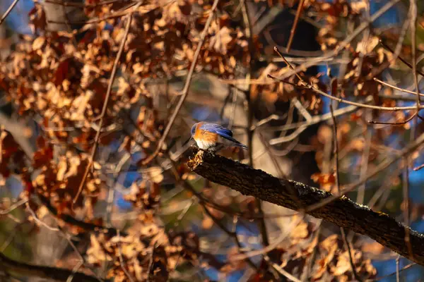 Canlı bir Doğulu mavi kuş, ılık ve sonbahar renklerinin arkaplanının ortasında bir dala tünemişti. Doğa, vahşi yaşam, huzur.