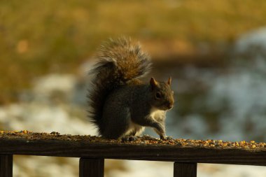Çalı kuyruklu gri bir sincap, sıcak ışıkla aydınlatılan ahşap korkulukların üzerinde duruyor. Vahşi yaşam, doğa, hayvan portresi, arka bahçe hayvanları, yakın plan..