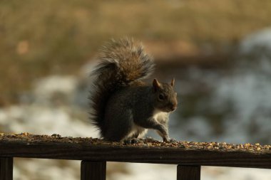 Çalı kuyruklu gri bir sincap, sıcak ışıkla aydınlatılan ahşap korkulukların üzerinde duruyor. Vahşi yaşam, doğa, hayvan portresi, arka bahçe hayvanları, yakın plan..