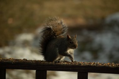Çalı kuyruklu gri bir sincap, sıcak ışıkla aydınlatılan ahşap korkulukların üzerinde duruyor. Vahşi yaşam, doğa, hayvan portresi, arka bahçe hayvanları, yakın plan..