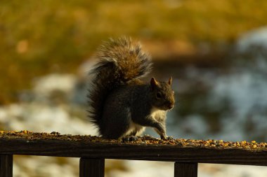 Çalı kuyruklu gri bir sincap, sıcak ışıkla aydınlatılan ahşap korkulukların üzerinde duruyor. Vahşi yaşam, doğa, hayvan portresi, arka bahçe hayvanları, yakın plan..