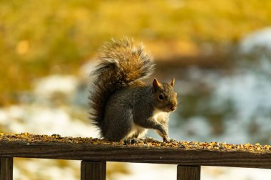 Çalı kuyruklu gri bir sincap, sıcak ışıkla aydınlatılan ahşap korkulukların üzerinde duruyor. Vahşi yaşam, doğa, hayvan portresi, arka bahçe hayvanları, yakın plan..