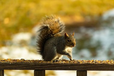 Çalı kuyruklu gri bir sincap, sıcak ışıkla aydınlatılan ahşap korkulukların üzerinde duruyor. Vahşi yaşam, doğa, hayvan portresi, arka bahçe hayvanları, yakın plan..