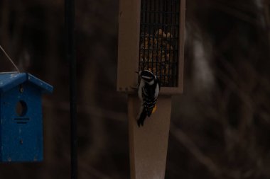 Yumuşak bir ağaçkakan, ahşap süet besleyicisine yapışır. Siyah beyaz tüyleri, sıcak tonlara zıt düşer. Kuş izleme, vahşi yaşam, arka bahçe kuşları, doğa..