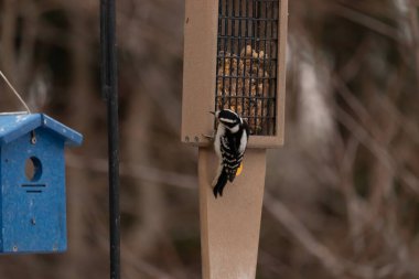 Yumuşak bir ağaçkakan, ahşap süet besleyicisine yapışır. Siyah beyaz tüyleri, sıcak tonlara zıt düşer. Kuş izleme, vahşi yaşam, arka bahçe kuşları, doğa..