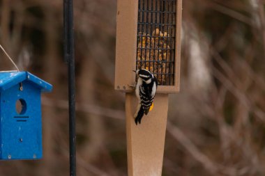 Yumuşak bir ağaçkakan, ahşap süet besleyicisine yapışır. Siyah beyaz tüyleri, sıcak tonlara zıt düşer. Kuş izleme, vahşi yaşam, arka bahçe kuşları, doğa..