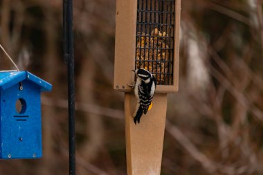 Yumuşak bir ağaçkakan, ahşap süet besleyicisine yapışır. Siyah beyaz tüyleri, sıcak tonlara zıt düşer. Kuş izleme, vahşi yaşam, arka bahçe kuşları, doğa..