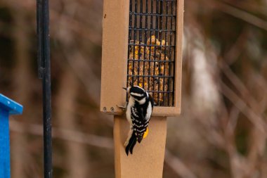 Yumuşak bir ağaçkakan, ahşap süet besleyicisine yapışır. Siyah beyaz tüyleri, sıcak tonlara zıt düşer. Kuş izleme, vahşi yaşam, arka bahçe kuşları, doğa..
