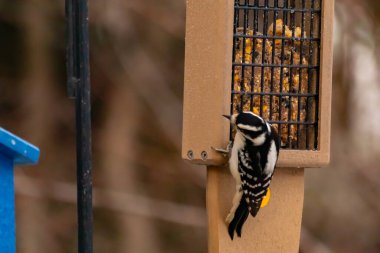 Yumuşak bir ağaçkakan, ahşap süet besleyicisine yapışır. Siyah beyaz tüyleri, sıcak tonlara zıt düşer. Kuş izleme, vahşi yaşam, arka bahçe kuşları, doğa..