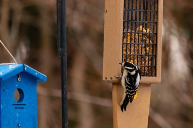 Yumuşak bir ağaçkakan, ahşap süet besleyicisine yapışır. Siyah beyaz tüyleri, sıcak tonlara zıt düşer. Kuş izleme, vahşi yaşam, arka bahçe kuşları, doğa..