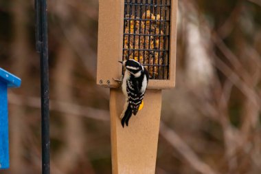 Yumuşak bir ağaçkakan, ahşap süet besleyicisine yapışır. Siyah beyaz tüyleri, sıcak tonlara zıt düşer. Kuş izleme, vahşi yaşam, arka bahçe kuşları, doğa..