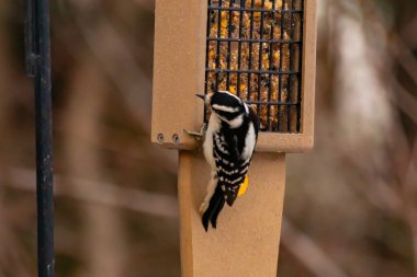 Yumuşak bir ağaçkakan, ahşap süet besleyicisine yapışır. Siyah beyaz tüyleri, sıcak tonlara zıt düşer. Kuş izleme, vahşi yaşam, arka bahçe kuşları, doğa..