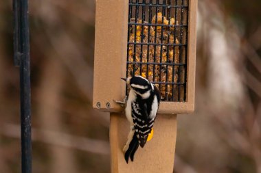 Yumuşak bir ağaçkakan, ahşap süet besleyicisine yapışır. Siyah beyaz tüyleri, sıcak tonlara zıt düşer. Kuş izleme, vahşi yaşam, arka bahçe kuşları, doğa..