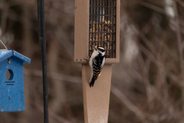 Yumuşak bir ağaçkakan, ahşap süet besleyicisine yapışır. Siyah beyaz tüyleri, sıcak tonlara zıt düşer. Kuş izleme, vahşi yaşam, arka bahçe kuşları, doğa..