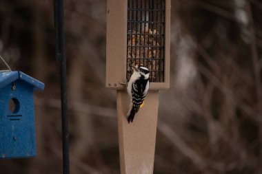 Yumuşak bir ağaçkakan, ahşap süet besleyicisine yapışır. Siyah beyaz tüyleri, sıcak tonlara zıt düşer. Kuş izleme, vahşi yaşam, arka bahçe kuşları, doğa..