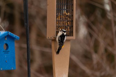 Yumuşak bir ağaçkakan, ahşap süet besleyicisine yapışır. Siyah beyaz tüyleri, sıcak tonlara zıt düşer. Kuş izleme, vahşi yaşam, arka bahçe kuşları, doğa..