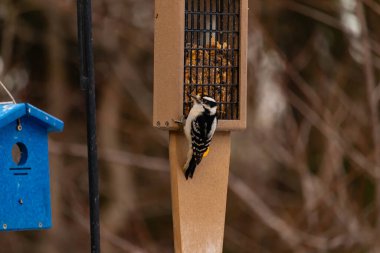 Yumuşak bir ağaçkakan, ahşap süet besleyicisine yapışır. Siyah beyaz tüyleri, sıcak tonlara zıt düşer. Kuş izleme, vahşi yaşam, arka bahçe kuşları, doğa..