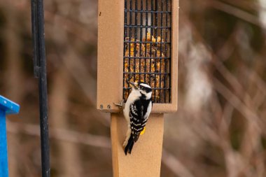 Yumuşak bir ağaçkakan, ahşap süet besleyicisine yapışır. Siyah beyaz tüyleri, sıcak tonlara zıt düşer. Kuş izleme, vahşi yaşam, arka bahçe kuşları, doğa..