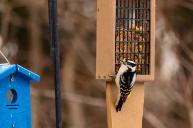 Yumuşak bir ağaçkakan, ahşap süet besleyicisine yapışır. Siyah beyaz tüyleri, sıcak tonlara zıt düşer. Kuş izleme, vahşi yaşam, arka bahçe kuşları, doğa..