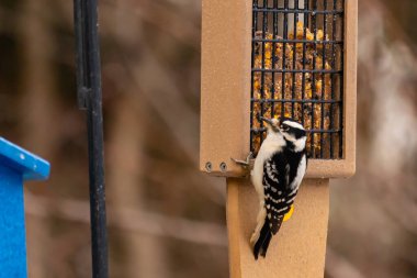 Yumuşak bir ağaçkakan, ahşap süet besleyicisine yapışır. Siyah beyaz tüyleri, sıcak tonlara zıt düşer. Kuş izleme, vahşi yaşam, arka bahçe kuşları, doğa..