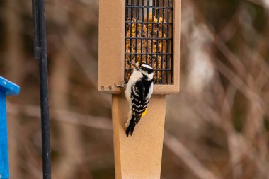 Yumuşak bir ağaçkakan, ahşap süet besleyicisine yapışır. Siyah beyaz tüyleri, sıcak tonlara zıt düşer. Kuş izleme, vahşi yaşam, arka bahçe kuşları, doğa..