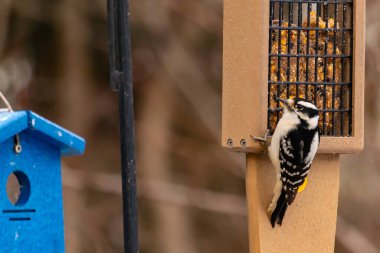Yumuşak bir ağaçkakan, ahşap süet besleyicisine yapışır. Siyah beyaz tüyleri, sıcak tonlara zıt düşer. Kuş izleme, vahşi yaşam, arka bahçe kuşları, doğa..