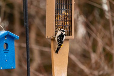 Yumuşak bir ağaçkakan, ahşap süet besleyicisine yapışır. Siyah beyaz tüyleri, sıcak tonlara zıt düşer. Kuş izleme, vahşi yaşam, arka bahçe kuşları, doğa..