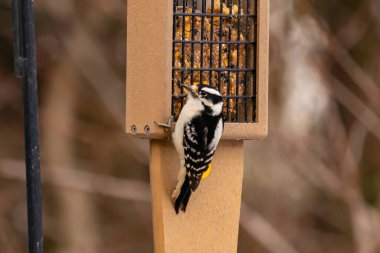 Yumuşak bir ağaçkakan, ahşap süet besleyicisine yapışır. Siyah beyaz tüyleri, sıcak tonlara zıt düşer. Kuş izleme, vahşi yaşam, arka bahçe kuşları, doğa..