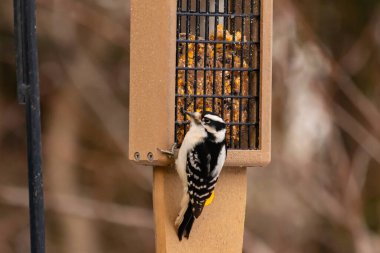 Yumuşak bir ağaçkakan, ahşap süet besleyicisine yapışır. Siyah beyaz tüyleri, sıcak tonlara zıt düşer. Kuş izleme, vahşi yaşam, arka bahçe kuşları, doğa..
