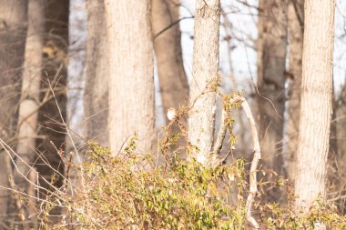 Küçük, narin, beyaz boğazlı bir serçe sarmaşıkların arasına tünemiş, kurumuş asmalar ve yapraklar dikey ahşap tahtaların bulanık arka planına ve bir ağaç gövdesine karşı. Doğa, kuş izleme, ince güzellik..
