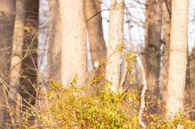 Küçük, narin, beyaz boğazlı bir serçe sarmaşıkların arasına tünemiş, kurumuş asmalar ve yapraklar dikey ahşap tahtaların bulanık arka planına ve bir ağaç gövdesine karşı. Doğa, kuş izleme, ince güzellik..