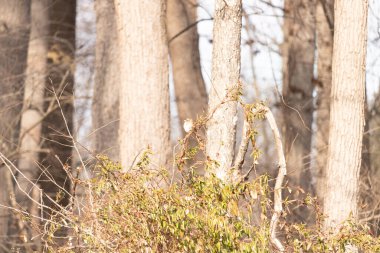 Küçük, narin, beyaz boğazlı bir serçe sarmaşıkların arasına tünemiş, kurumuş asmalar ve yapraklar dikey ahşap tahtaların bulanık arka planına ve bir ağaç gövdesine karşı. Doğa, kuş izleme, ince güzellik..