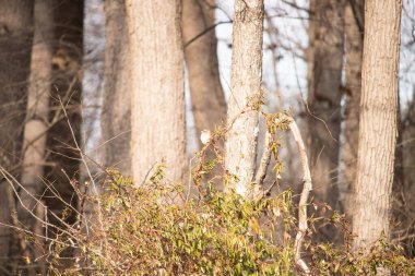 Küçük, narin, beyaz boğazlı bir serçe sarmaşıkların arasına tünemiş, kurumuş asmalar ve yapraklar dikey ahşap tahtaların bulanık arka planına ve bir ağaç gövdesine karşı. Doğa, kuş izleme, ince güzellik..