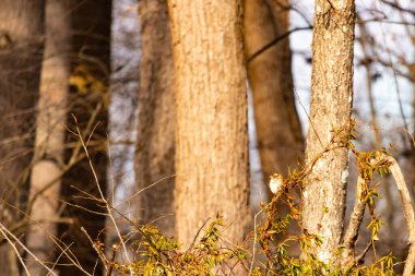 Küçük, narin, beyaz boğazlı bir serçe sarmaşıkların arasına tünemiş, kurumuş asmalar ve yapraklar dikey ahşap tahtaların bulanık arka planına ve bir ağaç gövdesine karşı. Doğa, kuş izleme, ince güzellik..