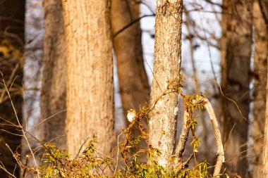 Küçük, narin, beyaz boğazlı bir serçe sarmaşıkların arasına tünemiş, kurumuş asmalar ve yapraklar dikey ahşap tahtaların bulanık arka planına ve bir ağaç gövdesine karşı. Doğa, kuş izleme, ince güzellik..