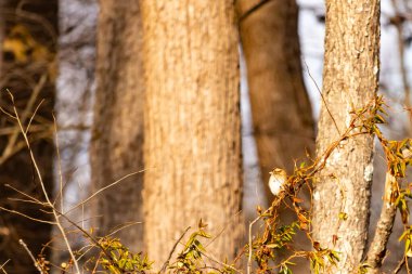 Küçük, narin, beyaz boğazlı bir serçe sarmaşıkların arasına tünemiş, kurumuş asmalar ve yapraklar dikey ahşap tahtaların bulanık arka planına ve bir ağaç gövdesine karşı. Doğa, kuş izleme, ince güzellik..