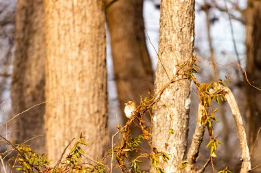Küçük, narin, beyaz boğazlı bir serçe sarmaşıkların arasına tünemiş, kurumuş asmalar ve yapraklar dikey ahşap tahtaların bulanık arka planına ve bir ağaç gövdesine karşı. Doğa, kuş izleme, ince güzellik..