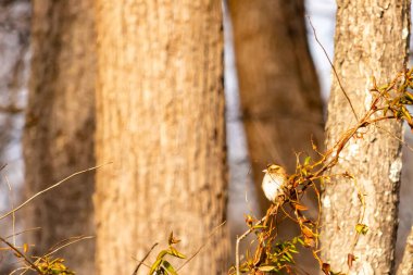 Küçük, narin, beyaz boğazlı bir serçe sarmaşıkların arasına tünemiş, kurumuş asmalar ve yapraklar dikey ahşap tahtaların bulanık arka planına ve bir ağaç gövdesine karşı. Doğa, kuş izleme, ince güzellik..