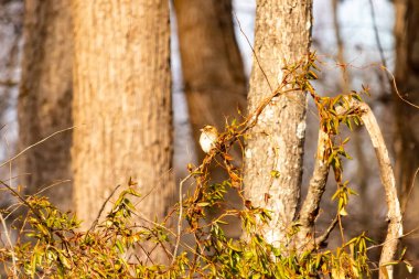 Küçük, narin, beyaz boğazlı bir serçe sarmaşıkların arasına tünemiş, kurumuş asmalar ve yapraklar dikey ahşap tahtaların bulanık arka planına ve bir ağaç gövdesine karşı. Doğa, kuş izleme, ince güzellik..