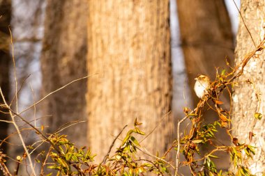 Küçük, narin, beyaz boğazlı bir serçe sarmaşıkların arasına tünemiş, kurumuş asmalar ve yapraklar dikey ahşap tahtaların bulanık arka planına ve bir ağaç gövdesine karşı. Doğa, kuş izleme, ince güzellik..
