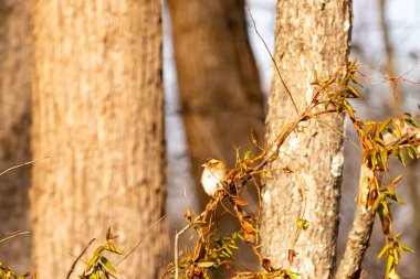 Küçük, narin, beyaz boğazlı bir serçe sarmaşıkların arasına tünemiş, kurumuş asmalar ve yapraklar dikey ahşap tahtaların bulanık arka planına ve bir ağaç gövdesine karşı. Doğa, kuş izleme, ince güzellik..