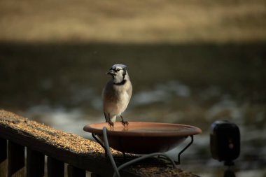 Mavi bir Jay, kuş banyosuna tünemiş ve tüyleri yumuşak, güneşli bir arka plana zıt düşmüş. Bir kuş güzelliği anı doğal bir ortamda yakalanır..