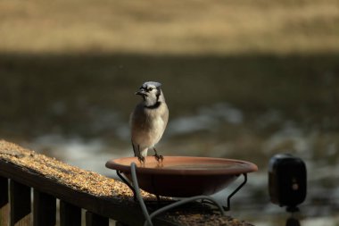 Mavi bir Jay, kuş banyosuna tünemiş ve tüyleri yumuşak, güneşli bir arka plana zıt düşmüş. Bir kuş güzelliği anı doğal bir ortamda yakalanır..