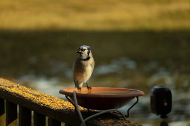 Mavi bir Jay, kuş banyosuna tünemiş ve tüyleri yumuşak, güneşli bir arka plana zıt düşmüş. Bir kuş güzelliği anı doğal bir ortamda yakalanır..