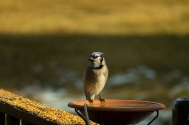 Mavi bir Jay, kuş banyosuna tünemiş ve tüyleri yumuşak, güneşli bir arka plana zıt düşmüş. Bir kuş güzelliği anı doğal bir ortamda yakalanır..