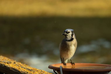 Mavi bir Jay, kuş banyosuna tünemiş ve tüyleri yumuşak, güneşli bir arka plana zıt düşmüş. Bir kuş güzelliği anı doğal bir ortamda yakalanır..