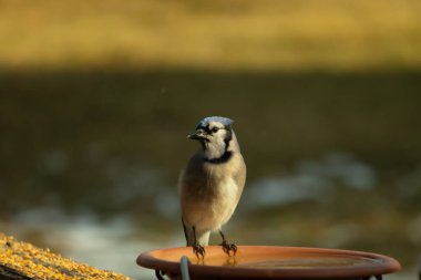 Mavi bir Jay, kuş banyosuna tünemiş ve tüyleri yumuşak, güneşli bir arka plana zıt düşmüş. Bir kuş güzelliği anı doğal bir ortamda yakalanır..